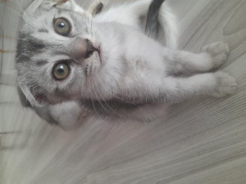 3 aylık scottish fold