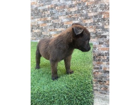 Bombacı malinois yavrularım