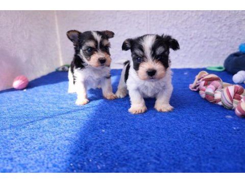 A kalite gerçek morkie yavrular