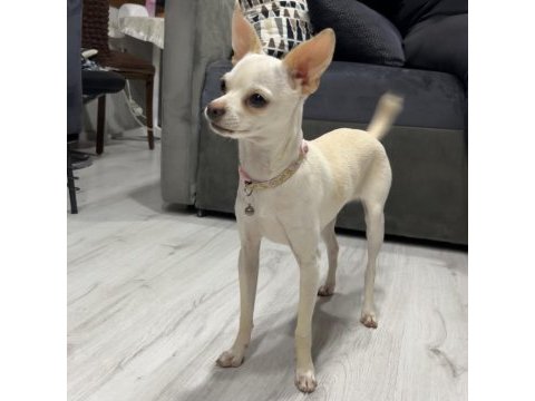 7 aylık chihuahua kartopu kızımız