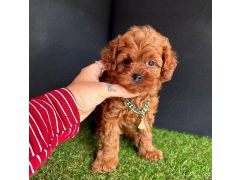 Kore toy poodle