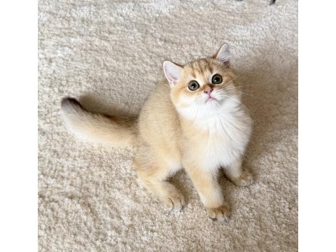 Safkan british shorthair golden by11 erkek yavru