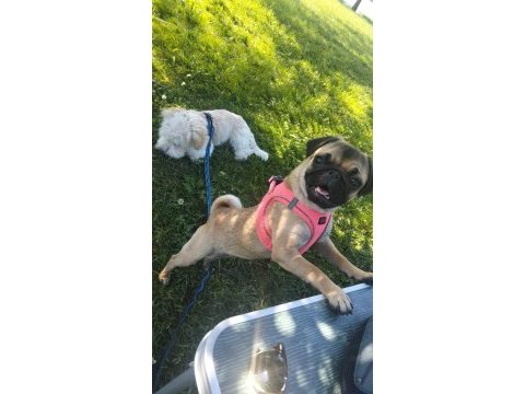 Pug kızıma ömürlük yuva