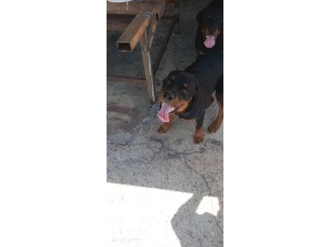 7 aylık rottweiler aşıları tam çipli kimlikli