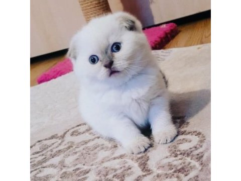 Koca kafalı scottish fold kızım
