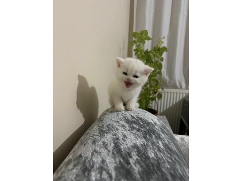 British shorthair erkek 2 aylık