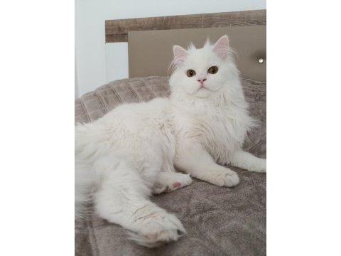 7 aylık british longhair