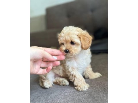 Mini boy orijinal maltipoo korean aşılı eğitimli