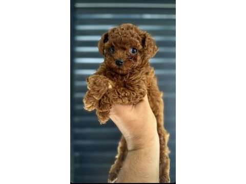 Elit yavrular farkıyla toy poodle bebekler 