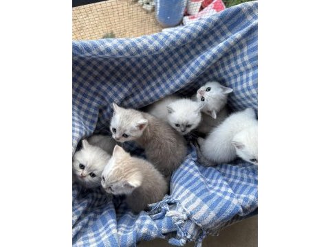 Ailenizin yeni üyeleri kediler değerli sahiplerini bekliyor