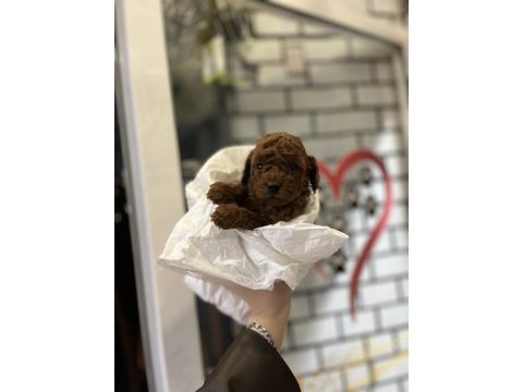 Toy poodle bebekler orijinal ırk garantili