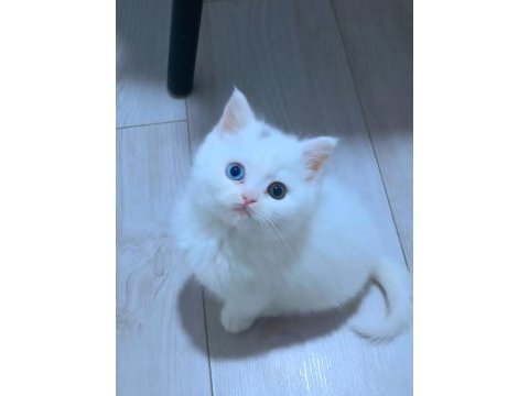 Harika van kedisi tombiş