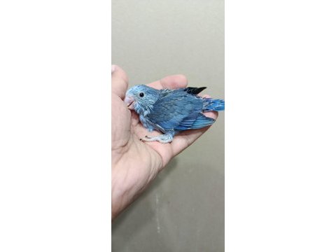 Mavi boncuk erkek cep papağanı