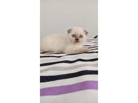 Scottish ve british shorthair yavrular yuvalarını bekliyor