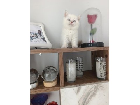 Mükemmel british shorthair bebekler