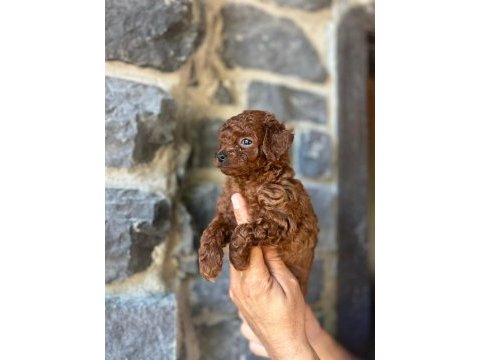 Brownie toy poodlecıklar