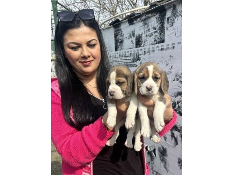 Elizabet beagle yavrularım