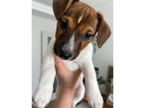 Jack russell