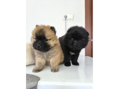 Kaliteli çin aslanı chow chow yavrular