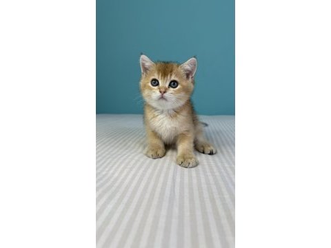 Babası şecereli golden kedilere yuva arıyoruz