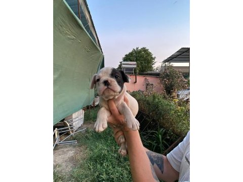 Güzel french bulldog yavrularımız