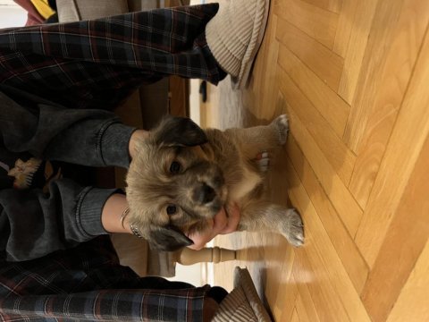 5 adet yavru köpeğimizi sahiplendiriyoruz