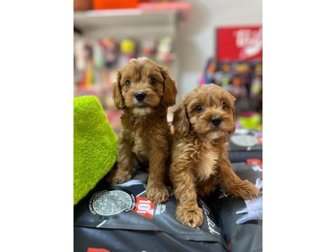 Tüy dökmeyen hipoalerjenik saf kan maltipoo yavrular