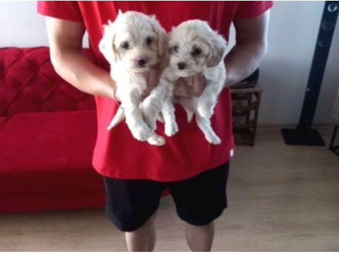 A kalite maltipoo bebeklerimiz