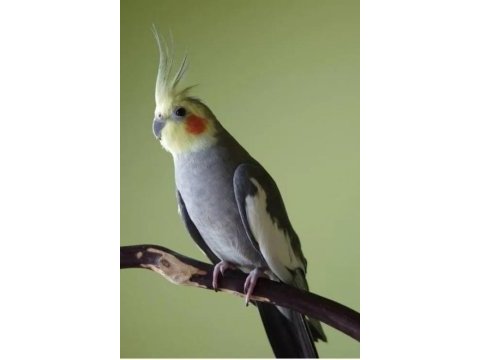 Erkek konuşan sultan papağanı