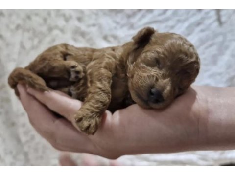 Toy poodle safkan ırk kore köpeğimiz