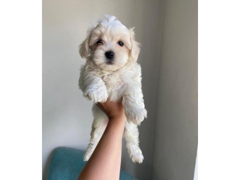 Maltese terrier minikler
