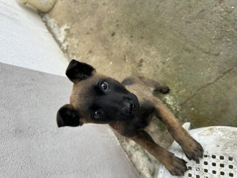 A kalite belçika malinois kurdu son erkek aşılar tam