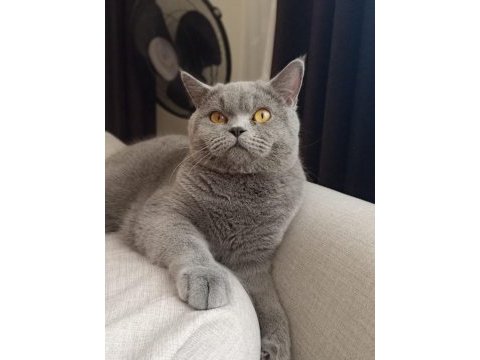 British shorthair