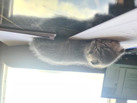 Scottish fold yavrumuz yeni yuvasını arıyor