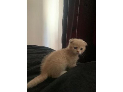 2 aylık yavru kediler ilgilenenler arasın