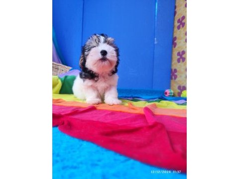 Neşe kaynağı morkie yavrularımız