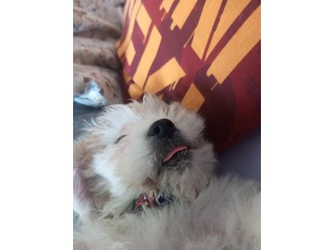 Maltese terrier