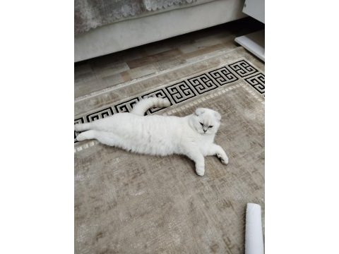 Scottish fold chippi iç dış parazitleri düzenli yapıldı