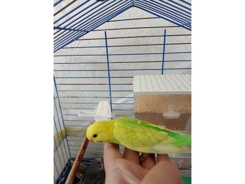 Cins yavru muhabbet kuşu çift veya yavru