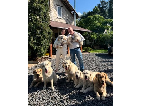 Golden retriever adrese teslim kapıda ödeme yapabilirsiniz