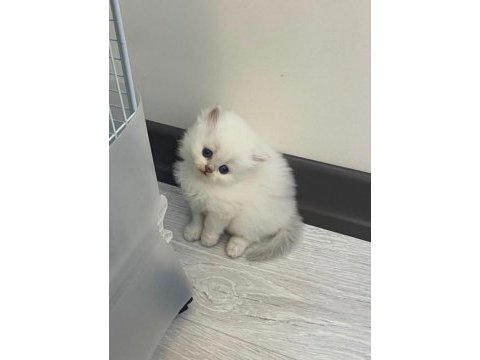 British longhair kedimiz için ulaşın
