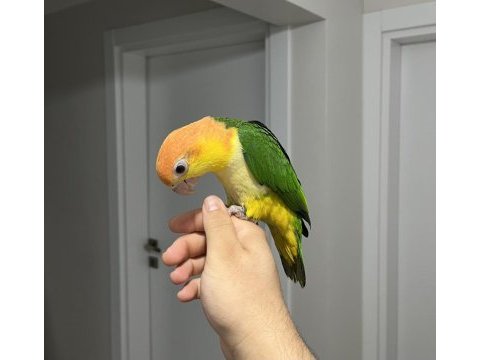 Kusursuz caique isteyenlere lekesiz portakal kafa
