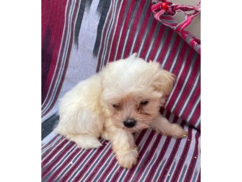 (sdk) çiftlikten numara maltese terrier köpekler
