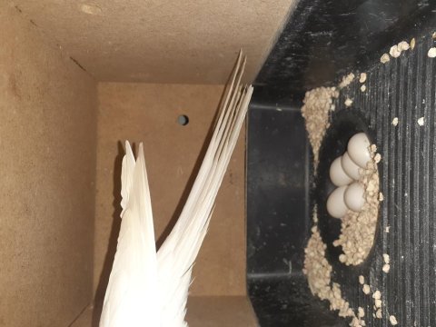 Damızlık yumurtalı albino takım sultan papağanı