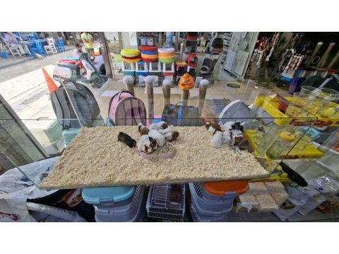 Ginepig yavru hazır yeni evini bekliyor