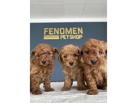 Baby face toy poodle yavrularımız wc egitimli