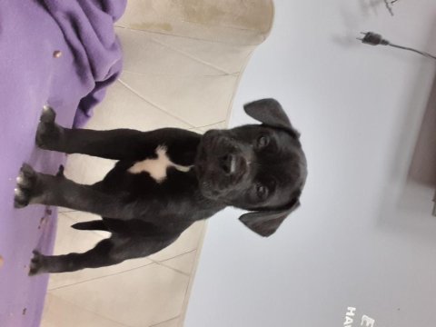 Parlak ve asıl renk siyah cane corso