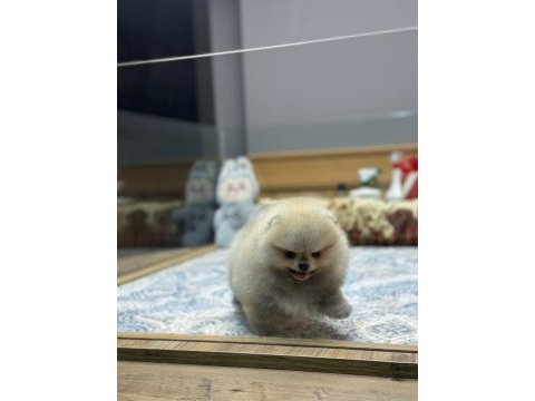 Orjinal pomeranian boo yavrularımız