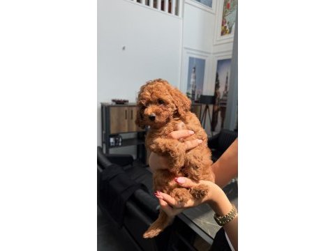 45 günlük erkek toy poodle
