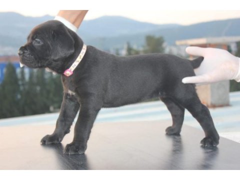 A scr kıf-fcı kayıtlı cane corso yavrular